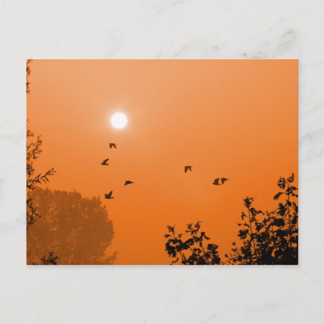 Cartão Postal Voar no Cartão-postal do amanhecer (Frente)