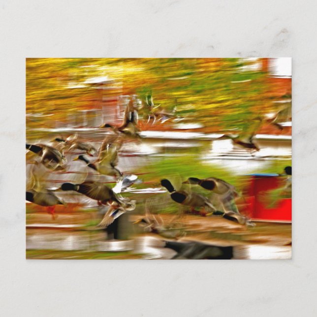 Cartão Postal Voar para fora (Frente)