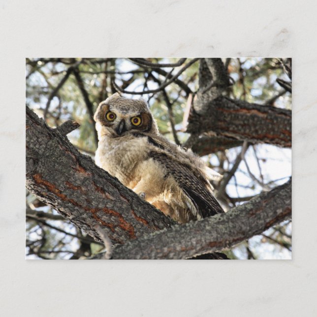 Cartão Postal Você Ama Os Meus Olhos? -Cartão Postal (Frente)