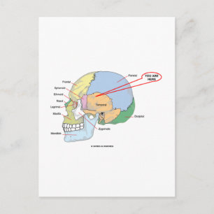 Cartão Postal Você Está Aqui (Cérebro Região Temporal Anatômica)