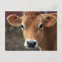 Cartão Postal Você não acha que eu sou Bonito Jersey Cow?
