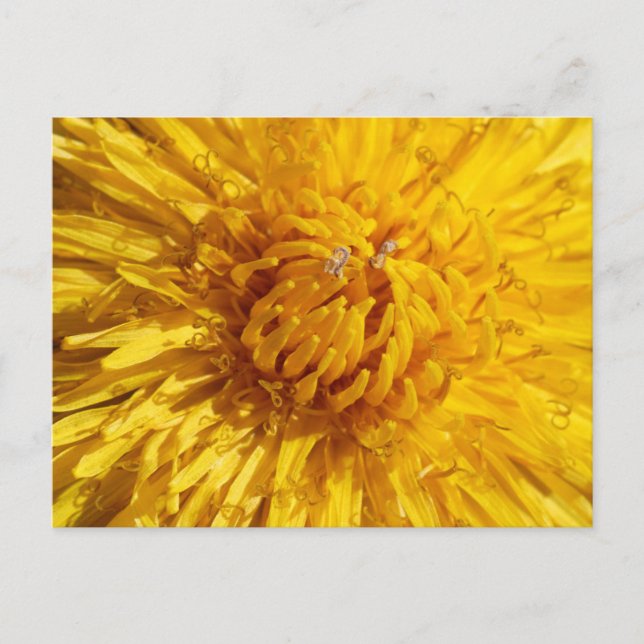 Cartão Postal Você precisa de um pouco de amarelo em sua vida (Frente)