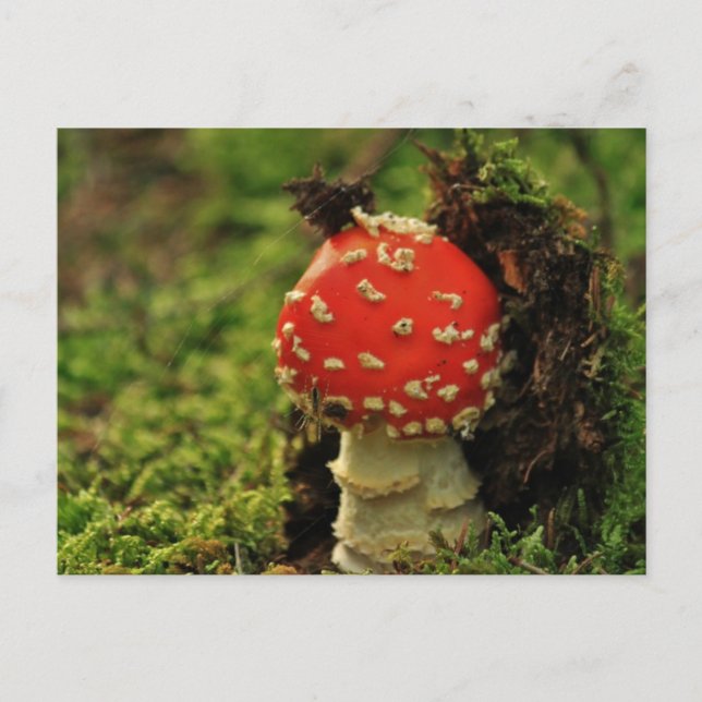 Cartão Postal Voe Agaric (Frente)