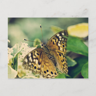 Cartão Postal Voe, voe...