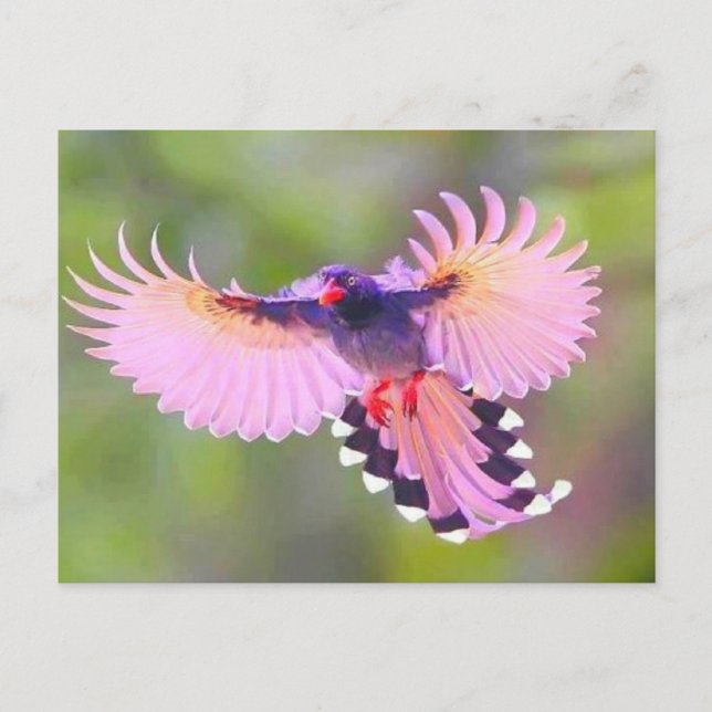 Cartão Postal vogal (Frente)