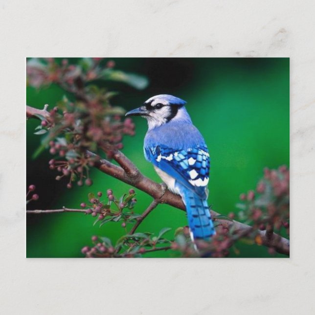 Cartão Postal vogal (Frente)