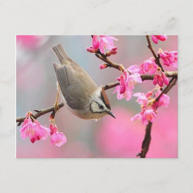 Cartão Postal vogal (Frente)