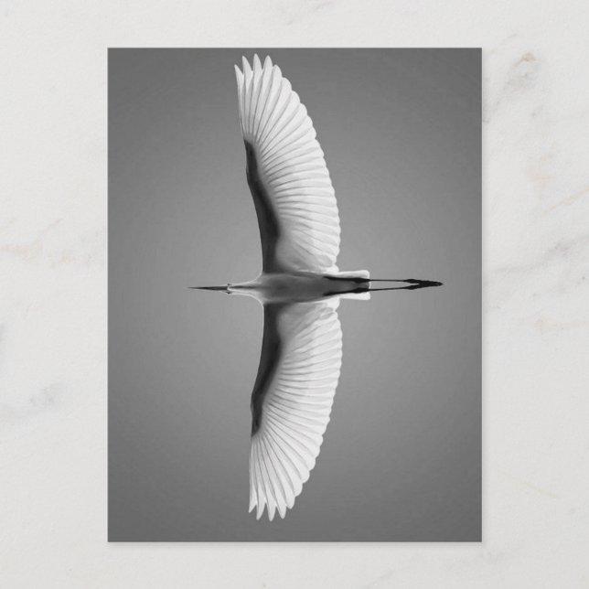 Cartão Postal Vol oiseau grandes ailes (Frente)