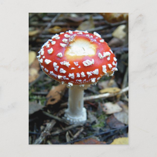 Cartão Postal Voo Agárico {Amanita muscaria} (Frente)