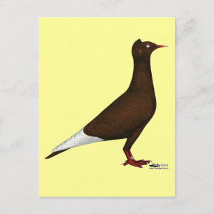 Cartão Postal Voo Boné de Voo Pombo