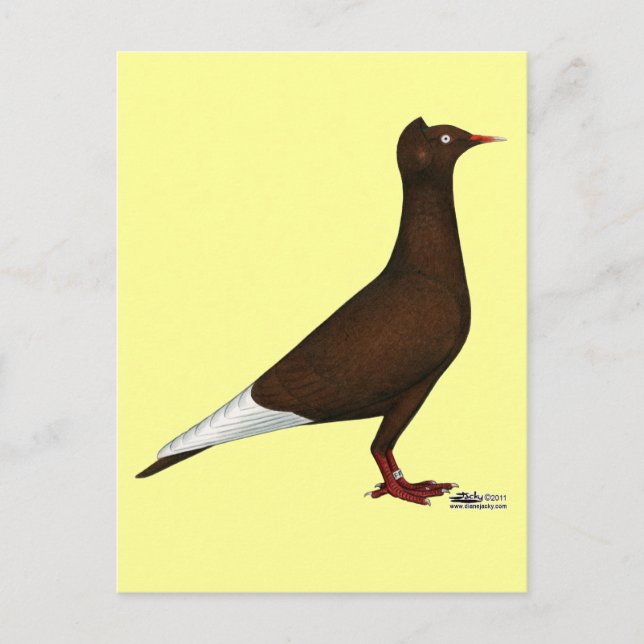 Cartão Postal Voo Boné de Voo Pombo (Frente)