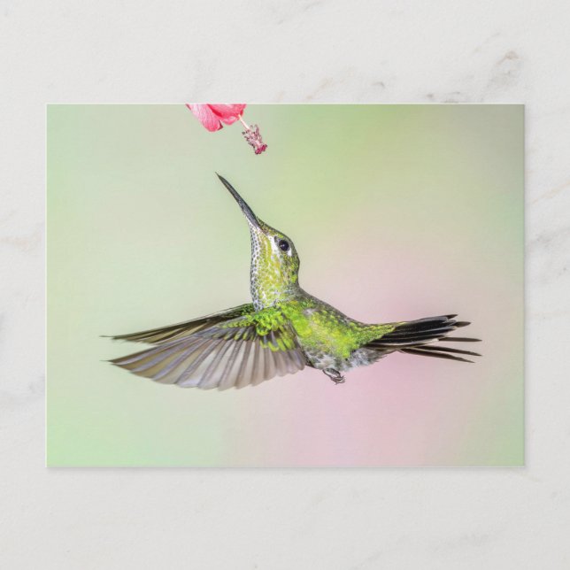 Cartão Postal Voo Brilhante De Hummingbird De Coroa Verde (Frente)