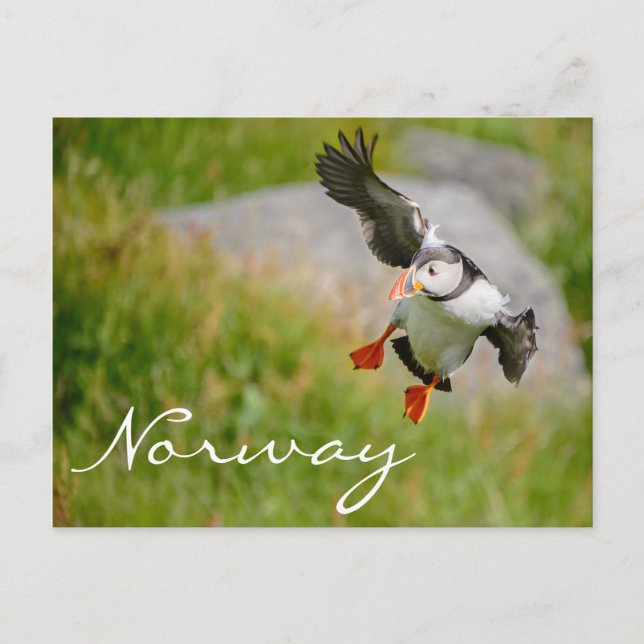 Cartão Postal Voo de Puffin na Noruega (Frente)