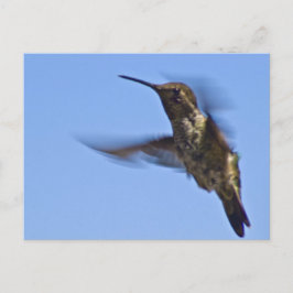 Cartão Postal Voo do Hummingbird