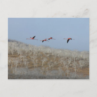 Cartão Postal Voo dos flamingos