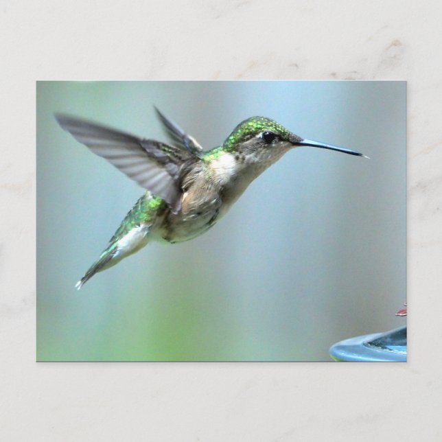 Cartão Postal Voo Verde de Hummingbird Foto de Vida Selvagem (Frente)