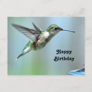 Cartão Postal Voo Verde do Hummingbird Foto da Vida Selvagem Ani