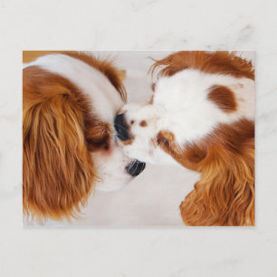Cartão Postal Vou Beijar e torná-lo melhor