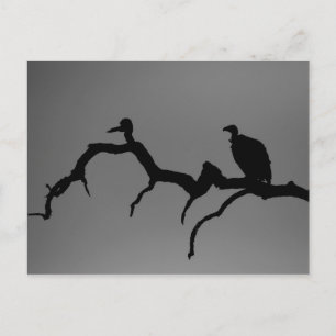 Cartão Postal Vulture Silhouette
