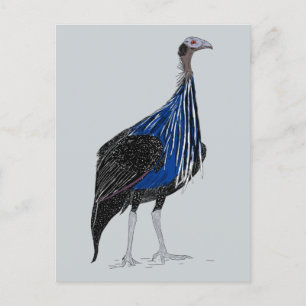 Cartão Postal Vulturine Guineafowl