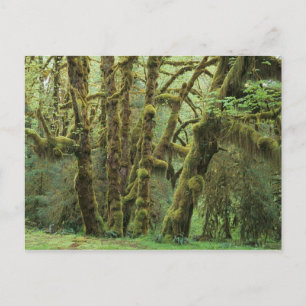Cartão Postal WA, Olimpiadas NP, Hoh Rain Forest, Hall of