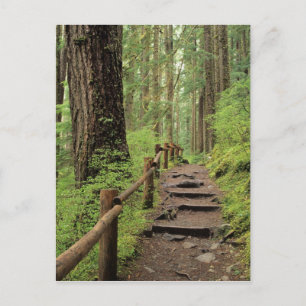 Cartão Postal WA, Parque Nacional Olímpico, Vale de Sol Duc, flo