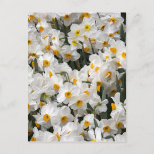 Cartão Postal WA, Skagit Valley, padrão Daffodil