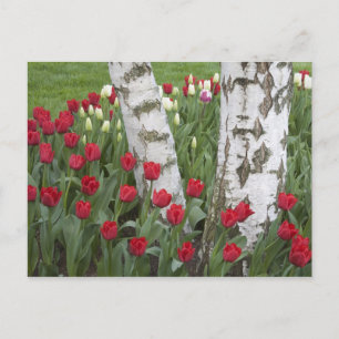Cartão Postal WA, Vale do Skagit, Jardim de Tulipas Roozengaarde