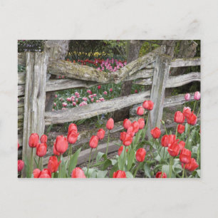 Cartão Postal WA, Vale do Skagit, Jardim de Tulipas Roozengaarde
