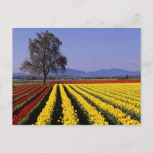 Cartão Postal WA, Vale do Skagit, Tulipa do Vale do Skagit 2