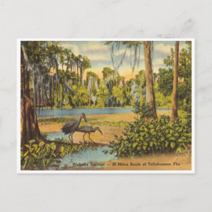 Cartão Postal Wakulla Springs Vintage Flórida