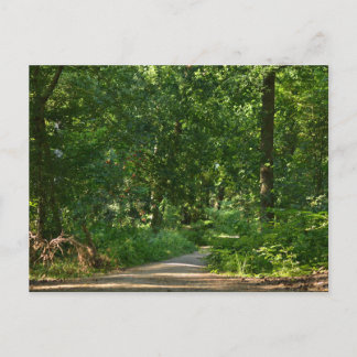 Cartão Postal Walking through the trees