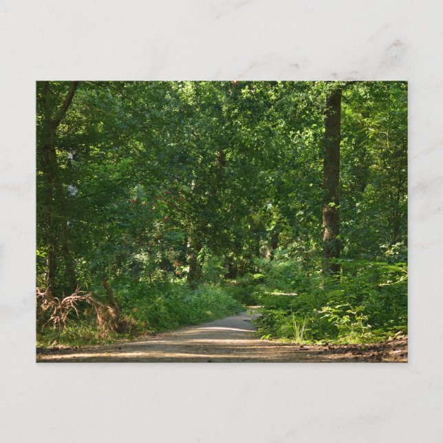 Cartão Postal Walking through the trees (Frente)