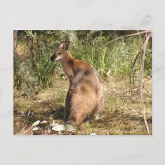 Cartão Postal Wallaby