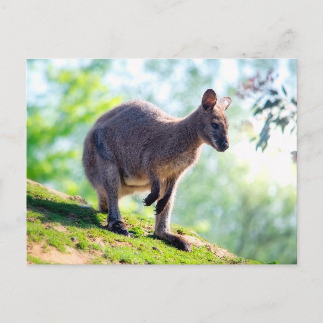 Cartão Postal Wallaby (Frente)