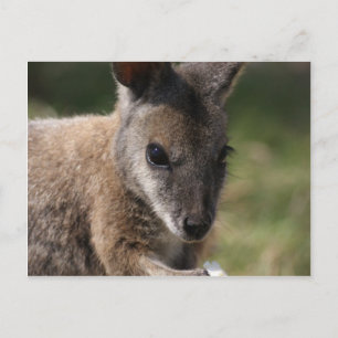 Cartão Postal Wallaby