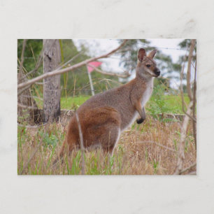 Cartão Postal wallaby australiano