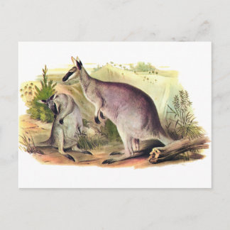 Cartão Postal Wallaby bonito