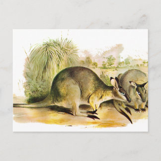 Cartão Postal Wallaby de Pincel Ocidental