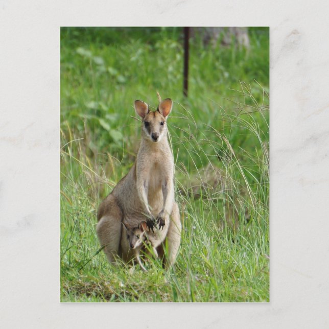 CARTÃO POSTAL WALLABY E JOEY RURAL QUEENSLAND AUSTRÁLIA (Frente)
