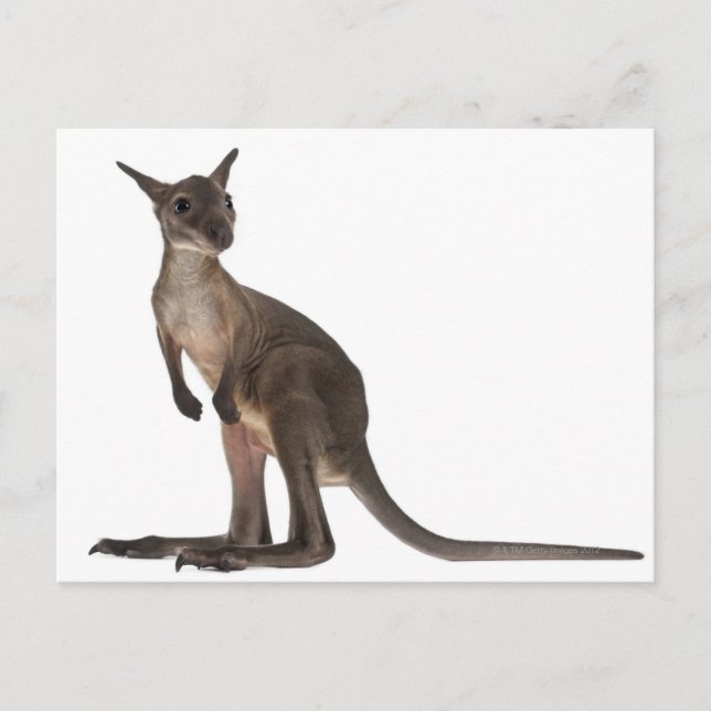 Cartão Postal Wallaby - Macropus robustus (3 meses de idade) (Frente)