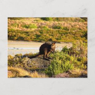 Cartão Postal Wallaby no Riverside