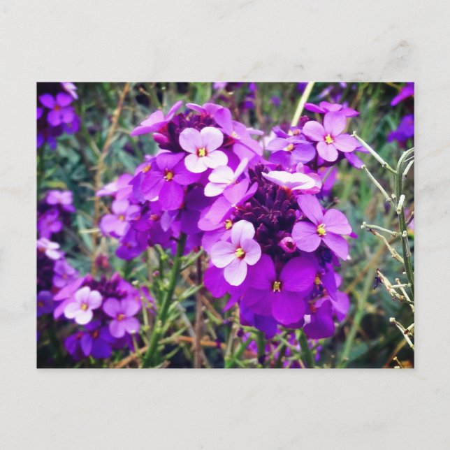 Cartão postal Wallflower Bowles Mauve #1 (Frente)
