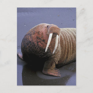 Cartão Postal Walrus