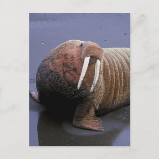 Cartão Postal Walrus