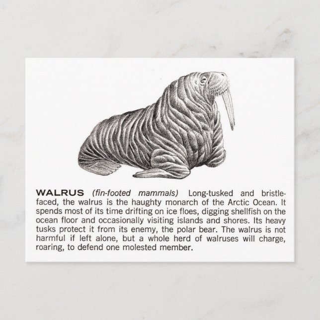 Cartão Postal walrus (Frente)