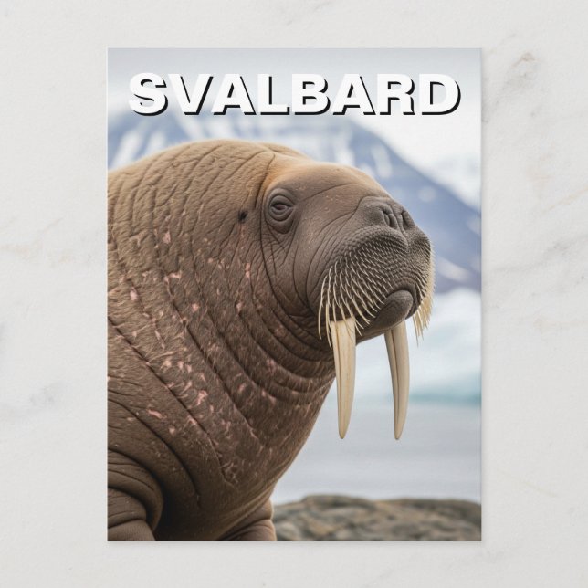 Cartão Postal Walrus em Svalbard Noruega (Frente)