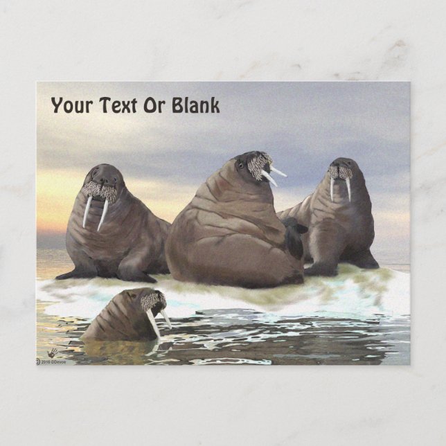 Cartão Postal Walrus - Quatro irmãos (Frente)