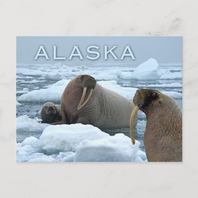 Cartão Postal Walruses e pup, Chukchi Sea, Alasca (Frente)