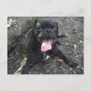 Cartão Postal Walter o Pug